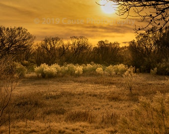 Morning Meadow is a landscape photo of a fog shrouded morning in the Bosque del Apache, NM. Printed in house with quality materials.