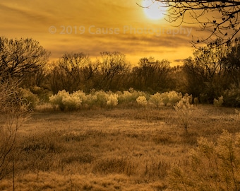 Morning Meadow is a landscape photo of a fog shrouded morning in the Bosque del Apache, NM. Printed in house with quality materials.