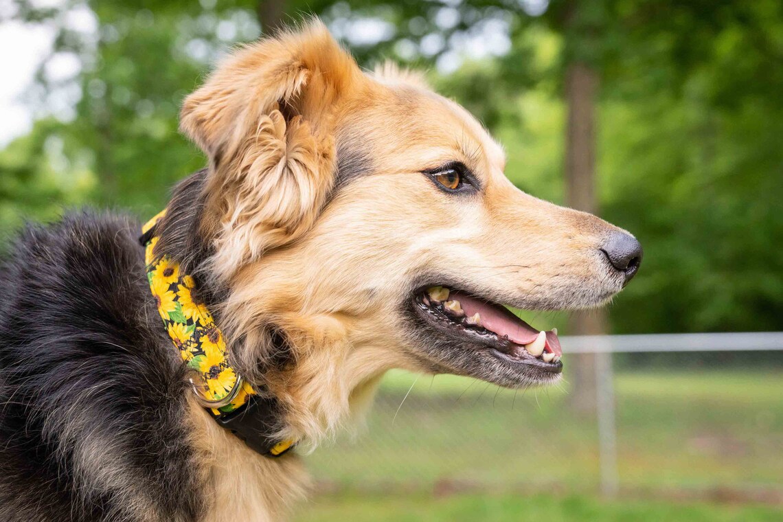 Yellow Sunflower Dog Collar Yellow Sunflower Collar Flower Etsy