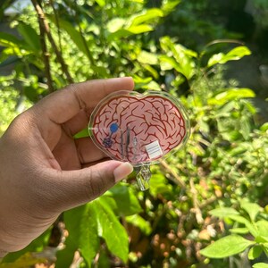 May include: A clear plastic keychain shaped like a brain with a red and pink anatomical illustration. The keychain has a silver metal ring and a small blue and white detail.