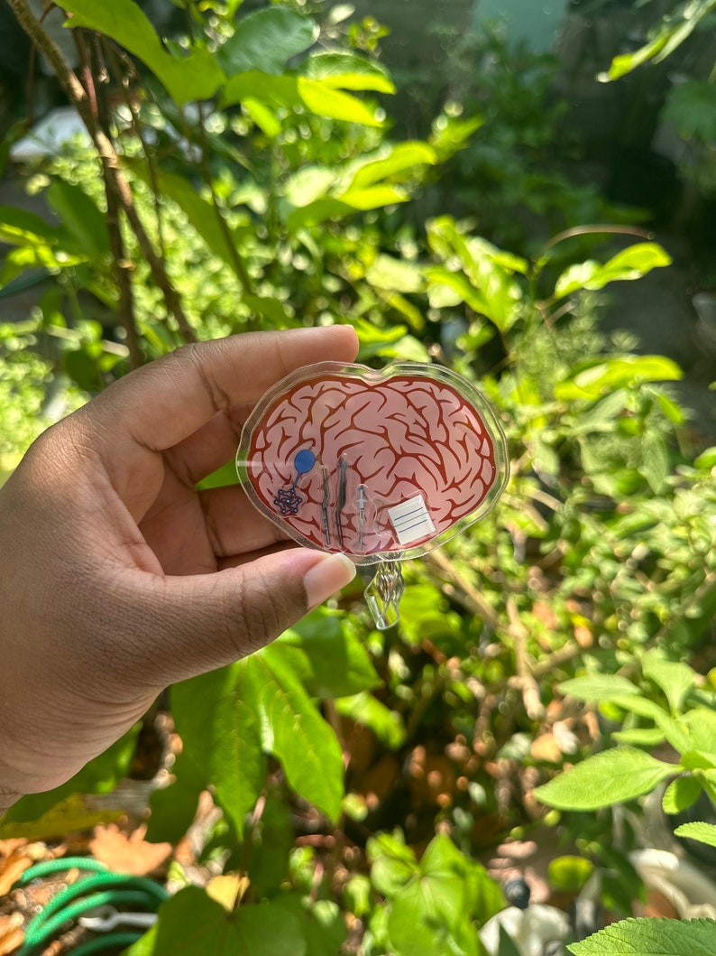May include: A clear plastic keychain shaped like a brain with a red and pink anatomical illustration. The keychain has a silver metal ring and a small blue and white detail.