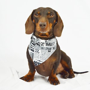 以下が含まれることがあります： 白い背景に、黒い斑点のある茶色のダックスフントが、白い地に黒い文字で「Daily Prophet」と書かれた黒いバンダナを巻いています。