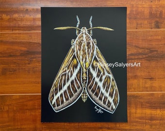 PRINT 9x12 of "White Lined Sphinx Moth"