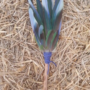 May include: A feather fan with a wooden handle. The fan has blue, green, and brown feathers, secured with blue twine. The handle is a natural, light brown colour. The fan is displayed on a bed of straw.