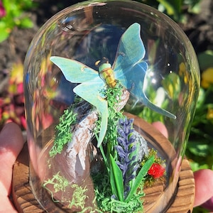 May include: A glass dome display featuring a pale green luna moth perched on a brown textured branch. The base is made of wood and includes a small label with the text Luna Moth. Inside the dome are green moss, a purple flower, and a red accent.