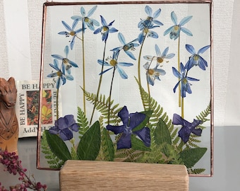 Pressed Blue Flower in Glass Frame - Herbarium Dry Plant Hanging, Modern Floral Suncatcher - Minimalism Pressed Plants Art Gift from Estonia
