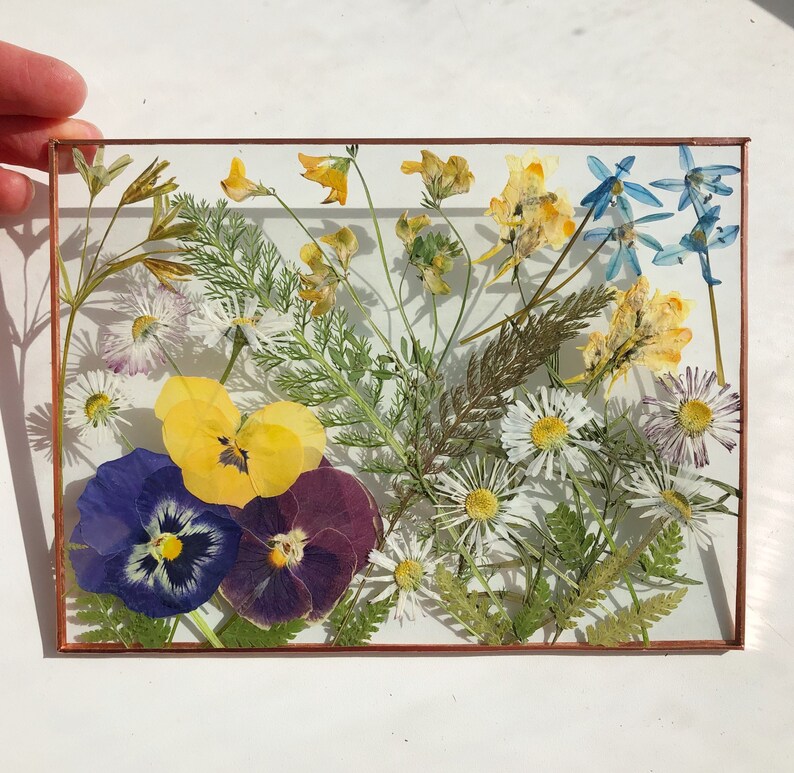 Pressed Wildflowers in Glass Frame Herbarium Dry Plant Etsy