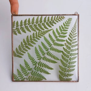 Pressed Green Fern in Glass Frame - Dried Plant Hanging, Modern Floral Suncatcher - Minimalism Pressed Ferns Art Gift from Estonia