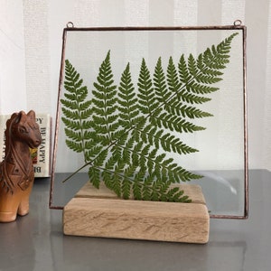 Pressed Fern in Glass Frame - Dried Plant Hanging, Modern Herbarium Floral Suncatcher - Minimalism Pressed Ferns Art Gift from Estonia