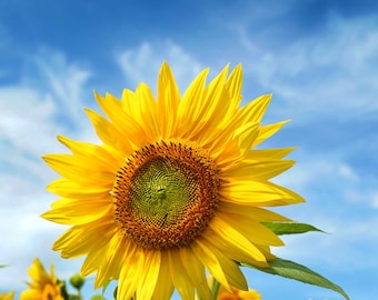 Sunflower Photography digital download