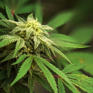 May include: A close-up of a cannabis plant with green leaves and white buds. The plant is in focus, while the background is blurred.