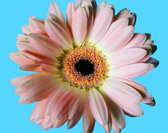 Flower Photography, Pink Gerber daisy, Wall art, Home decor, Girls bedroom art, Print, Fine art, Digital download, baby girl, Flower art,