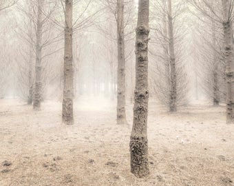 Baum Fotografie, Winterbäume, nebligen Wald Druck, Hintergrundfoto, Landschaftsfotografie, Nebel Foto, Wandkunst, druckbare Kunst, download