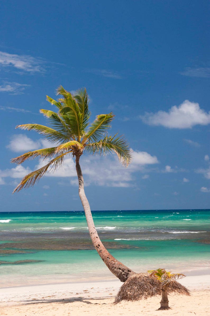 Leaning Palm Photography, Palm Tree Photography, Caribbean Download