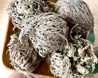 Plant of Resurrection, Rose of Jericho , Specialty Plants, Everlasting plant, Live Indoor Plant