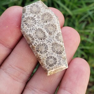 Fossilized coral coffin shaped cabochon 38.5mm x 21mm. Carvings gemstones metaphysical