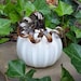 see more listings in the Pumpkins section