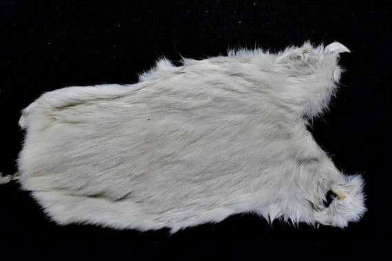 Rat Pelts Ethically Farmed Rat Skin Fur Etsy