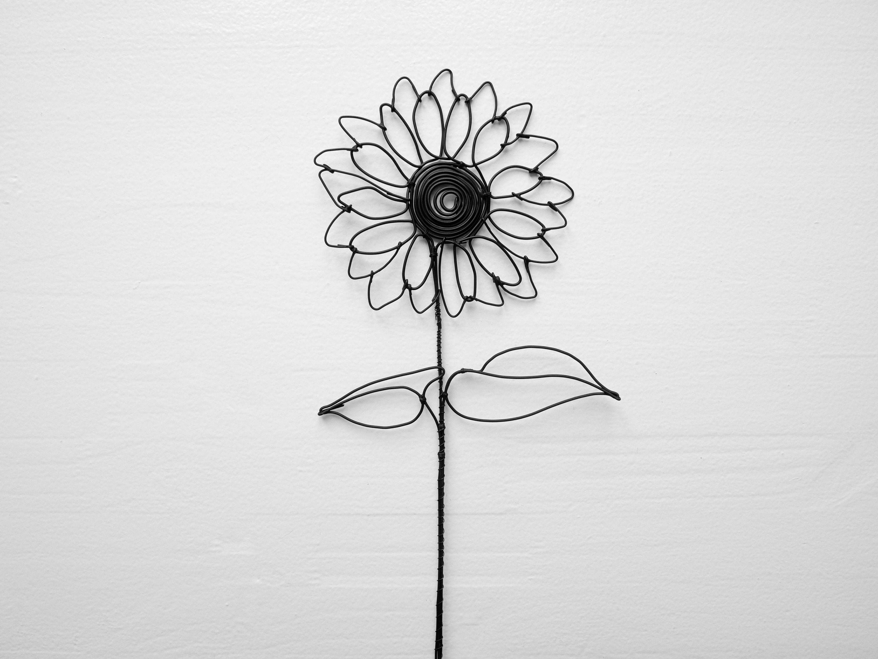 Girasole stabilizzato - un fiore eterno