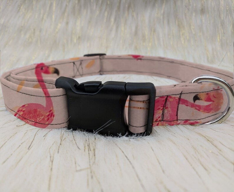 bird dog collar