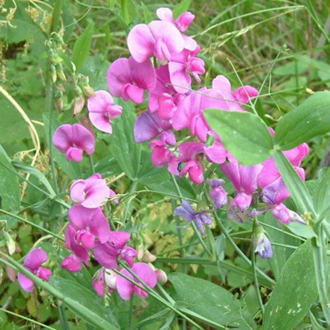 Lathyrus Latifolius Perennial sweet pea Pink Flowers 20 Etsy