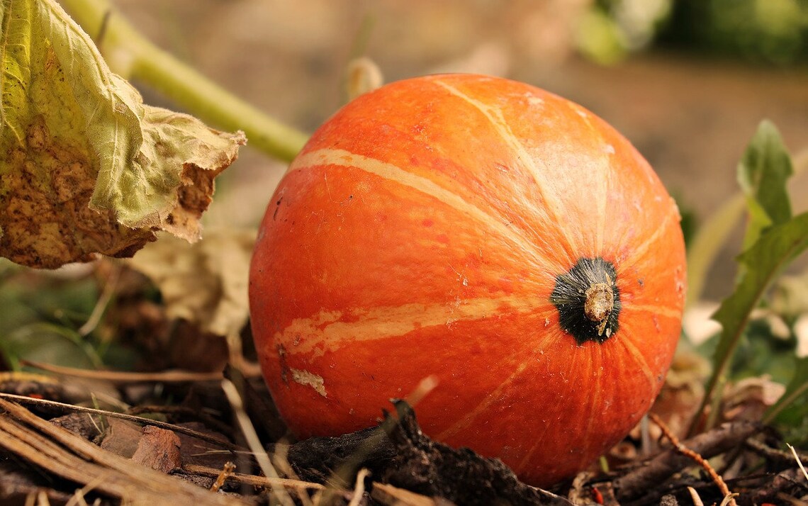 10 seeds Hokkaido Pumpkin Hokkaido Heirloom Etsy