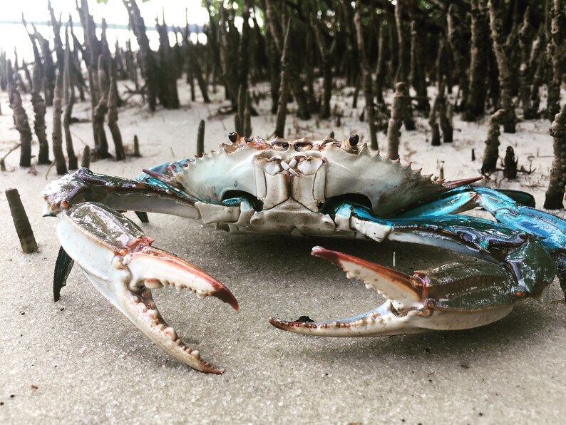 Real Blue Crab Decorations Taxidermy Beach House Tikki Bar Man Etsy