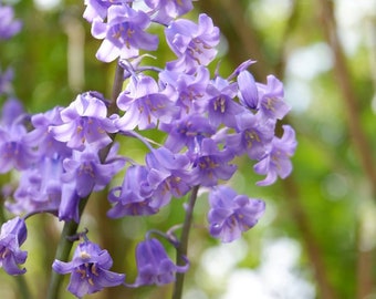 Bluebells Digital Download