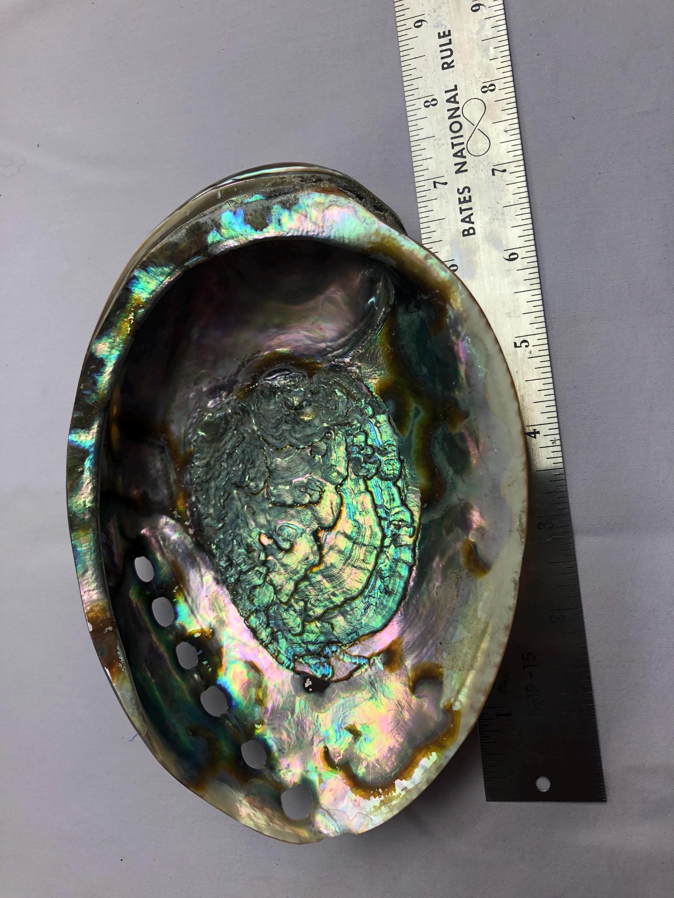 Vintage Collectible Jumbo Green Natural Abalone Shell, No Chips