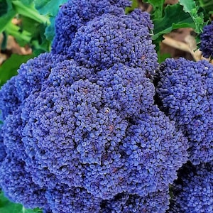 May include: Close-up of a cluster of purple broccoli florets. The florets are tightly packed together and have a deep purple color. The broccoli is growing in a garden and is surrounded by green leaves.
