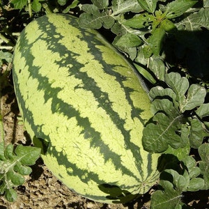 Jubilee Watermelon Kerne - super süss!