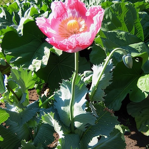 Pink & White Giganteum Poppy - Rare Seeds