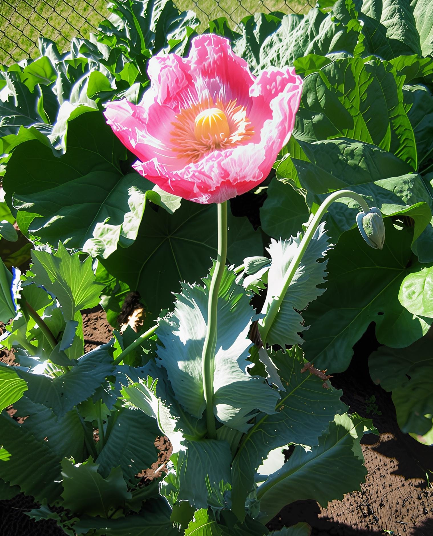 Echter Schlafmohn 1000 Frische Samen- Papaver Somniferum - Blaumohn Poppy Seed E - Foto 7