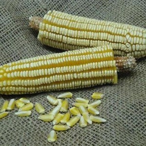 Heirloom Organic Pencil Cob Dent Corn