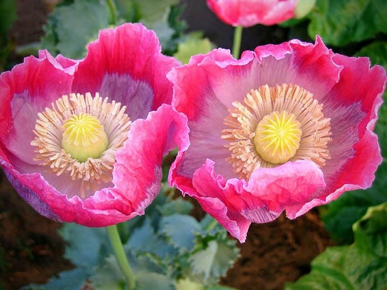 Pink & White Giganteum Poppy Rare Seeds Papaver Somniferum - Etsy