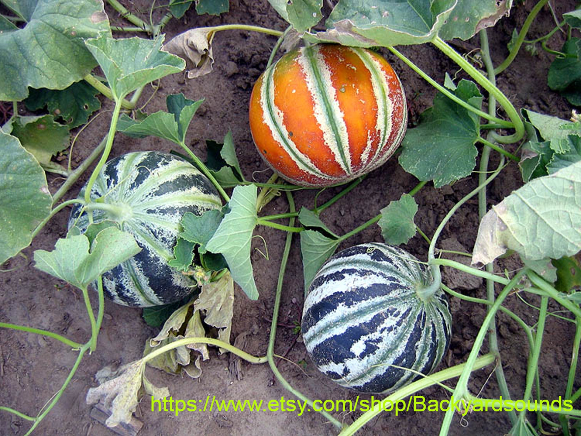 50 Kajari Melon Seeds a Rare Super Sweet Heirloom Melon Etsy UK