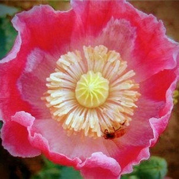 Pink & White Giganteum Poppy - Rare Seeds