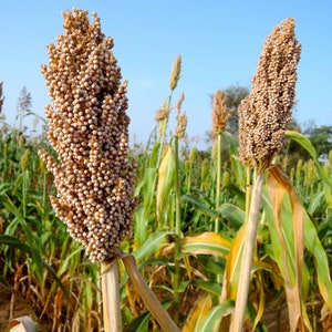 White Grain Dwarf Sorghum - SUPER FAST GROWING!  -  a shorter growing sorghum with full heads ~ 150 seeds