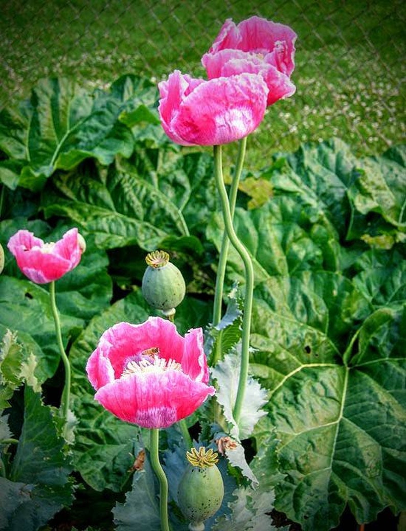 Pink & White Giganteum Poppy Rare Seeds Papaver Somniferum - Etsy