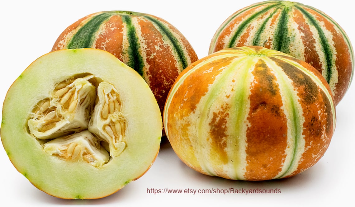 50 Kajari Melon Seeds a Rare Super Sweet Heirloom Melon Etsy UK