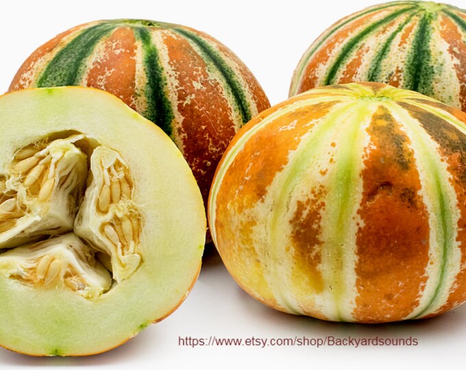 15 Kajari Melon Seeds a Rare Heirloom Melon Etsy