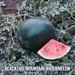 May include: A whole, dark green Blacktail Mountain watermelon next to a slice of watermelon with red flesh and black seeds. The watermelon sits on a bed of green leaves, with the text "BLACKTAIL MOUNTAIN WATERMELON" at the bottom.