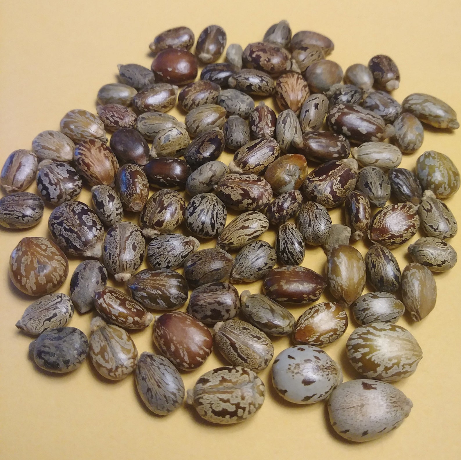 15 Castor Beans Beautiful Patterns and Colors ricinus Etsy