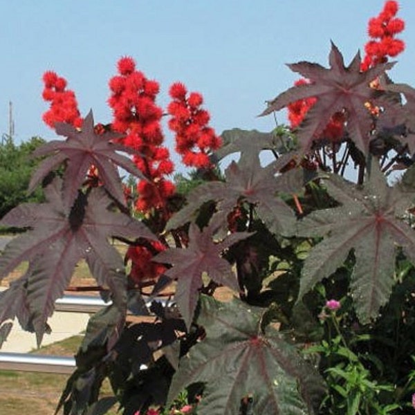 20 Red Leaf Strain of Castor Plant Seeds Beautiful Castor Beans (Ricinus Communis Carmencita)