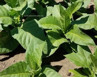 kentucky twist tobacco for sale Kentucky Select Natural Pipe Tobacco - 6oz Bag kentucky twist tobacco for sale Kentucky Select Natural Pipe Tobacco - 6oz Bag