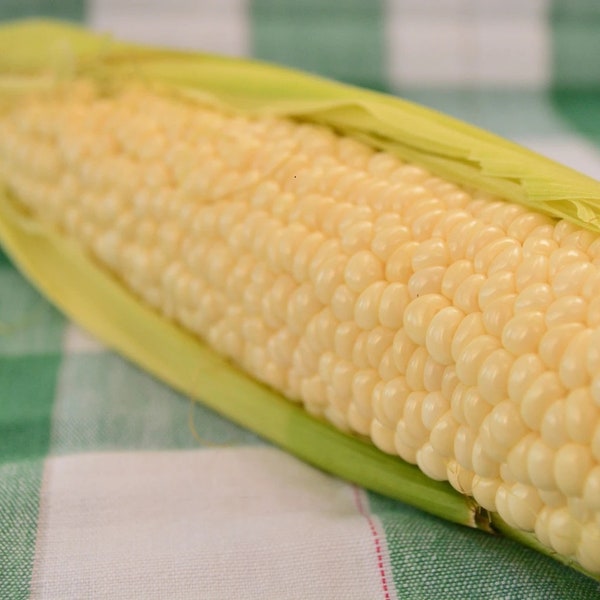 50 Country Gentleman (shoe-peg) Sweet Corn SEEDS - a favorite heirloom white corn that has been popular over 100 years