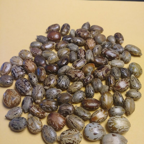 25 Beautiful Castor Beans (Ricinus Communis, Palm of Christ, Palma Christi, Moles