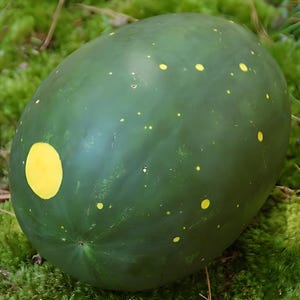 Moon and Stars Watermelon seed