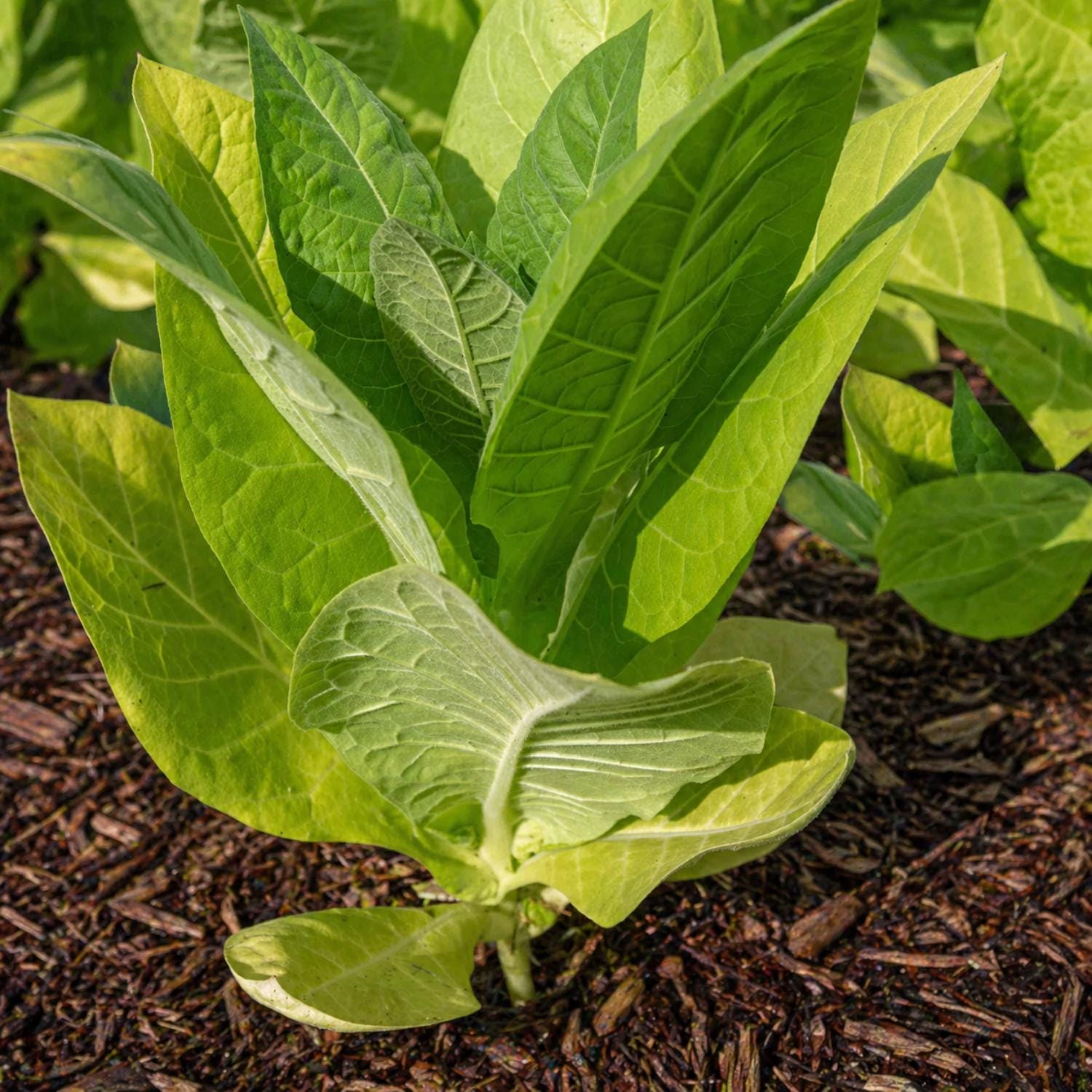 penzance tobacco for sale Esoterica