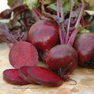 300 Heirloom Detroit Red Beet Seeds